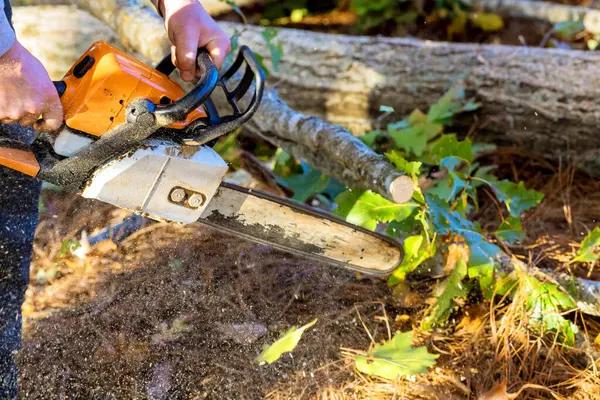 Tree Service Lake Geneva Fast & Affordable Tree Solutions