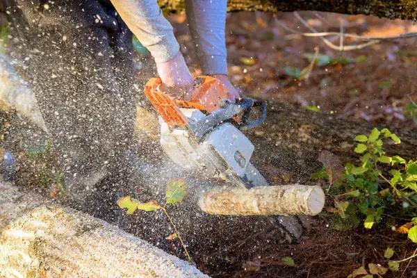 Tree Wise Men Delivers Affordable and Safe Tree Removal