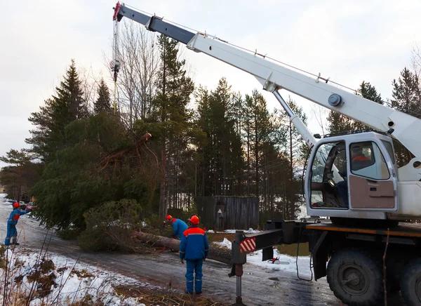 Dependable Tree Service in Springfield IL for Healthy Landscapes