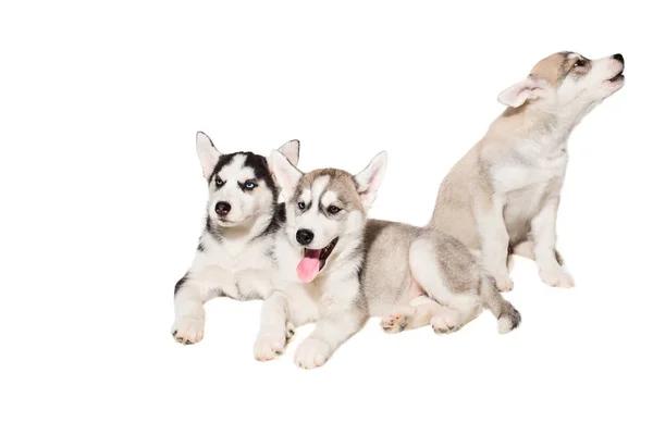Finding the Perfect Dog Door Solution